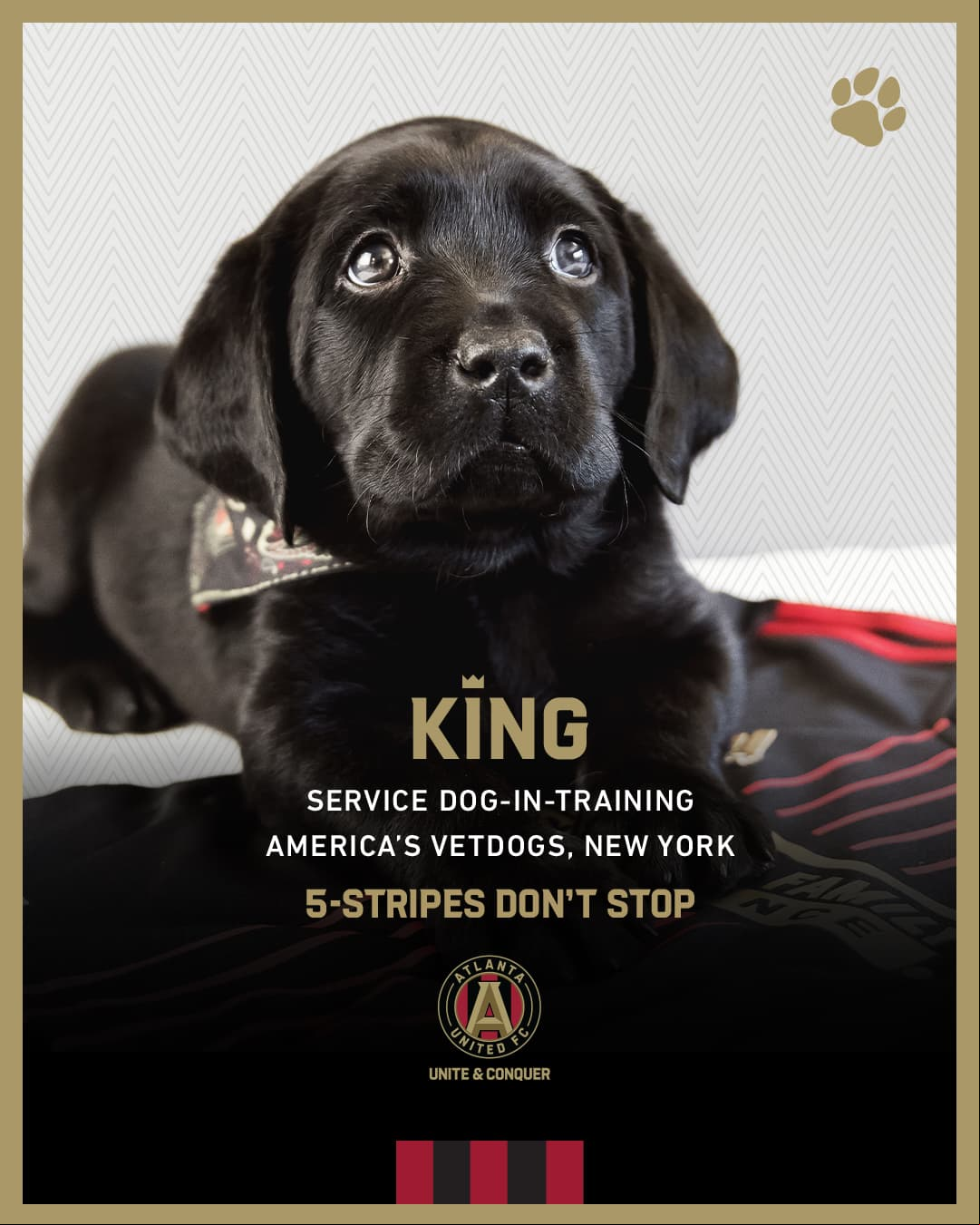 Se trata de King, un cachorro de Labrador retriever.
<br>